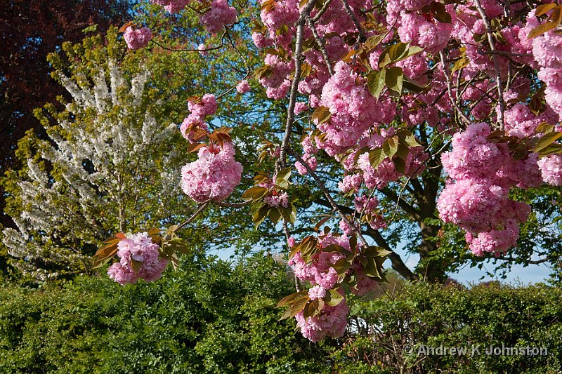 0510_40D_0786.jpg - Not strictly "chez nous", but just up the road. The blossom display was late, and superb!